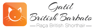 Gatil British Barbato Raça British Shorthair